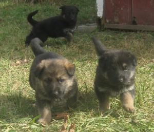 gsdgermanshepherdpups